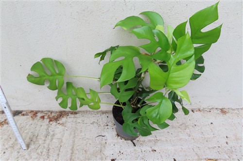 Rhaphidophora tetrasperma