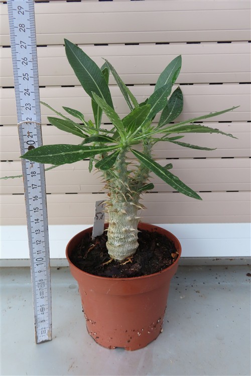 Pachypodium densiflorum
