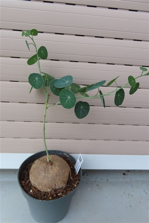 Stephania erecta Campana