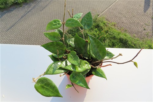 Hoya parasitica black edge