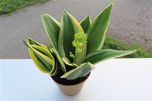 Sansevieria trifasciata Jade Pagoda