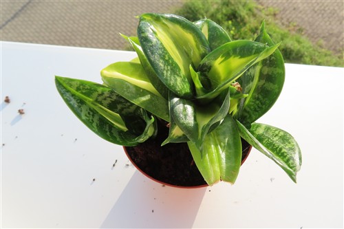 Sansevieria Curly Spiral Star