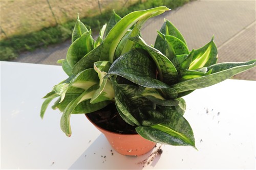 Sansevieria Curly Spiral Star