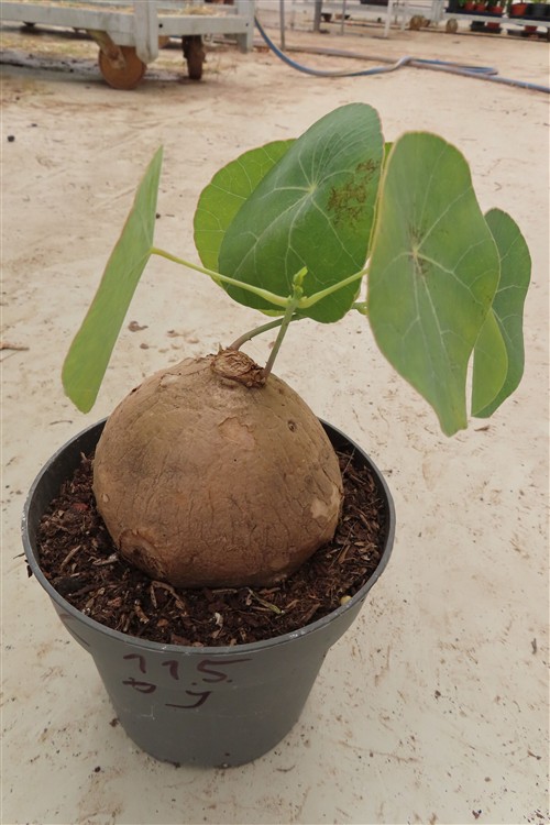 Stephania erecta Campana