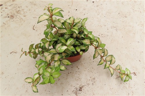 Hoya sp. Bruno