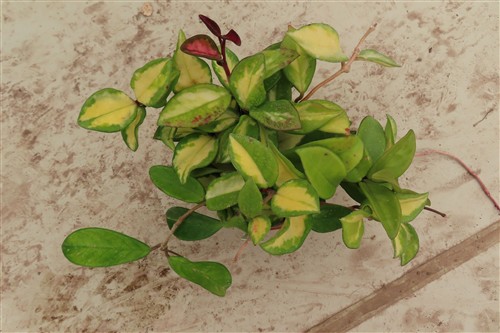 Hoya carnosa tricolor