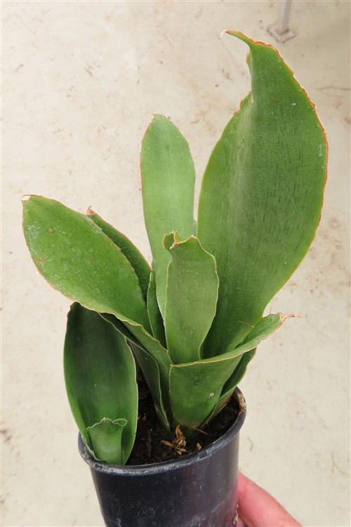 Sansevieria Star Rose