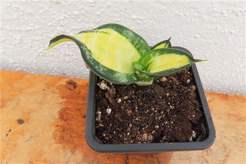 Sansevieria Curly Galaxy
