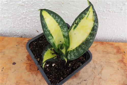 Sansevieria Curly Galaxy