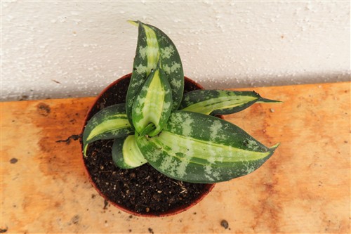Sansevieria Curly Spiral Star