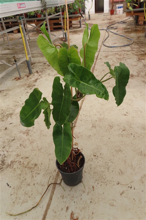 Philodendron Burle Marx