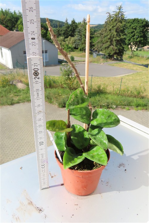 Hoya carnosa compacta eight