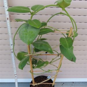 Hoya calycina stargazer