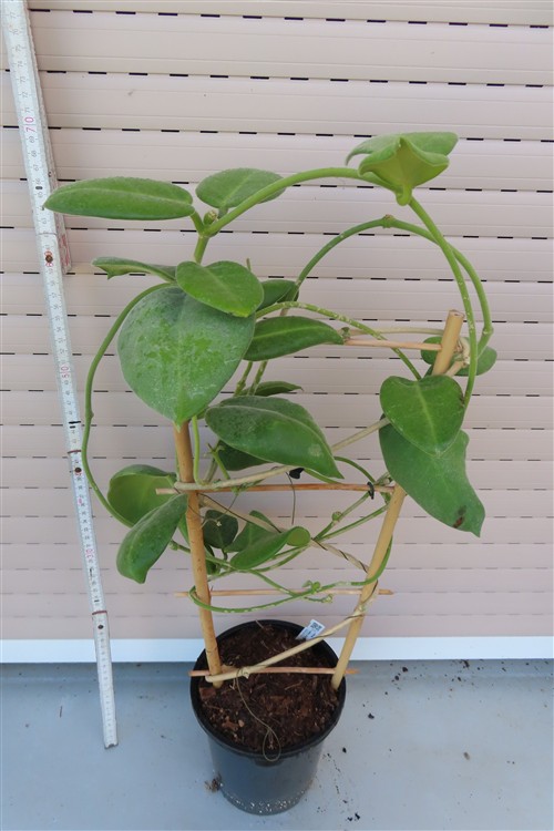 Hoya calycina stargazer