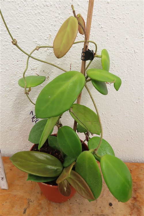 Hoya vangviengiensis