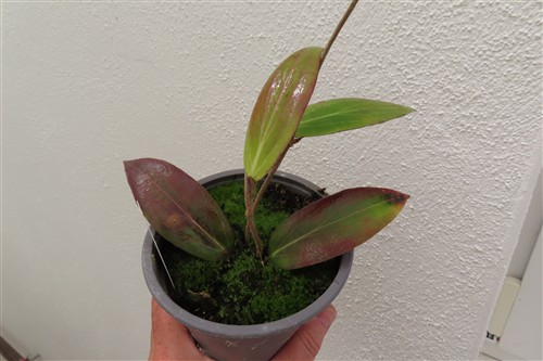 Hoya soligamiana
