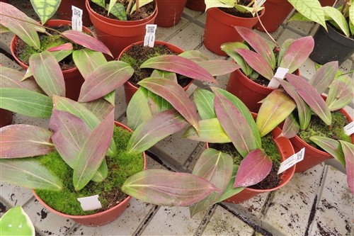 Hoya soligamiana