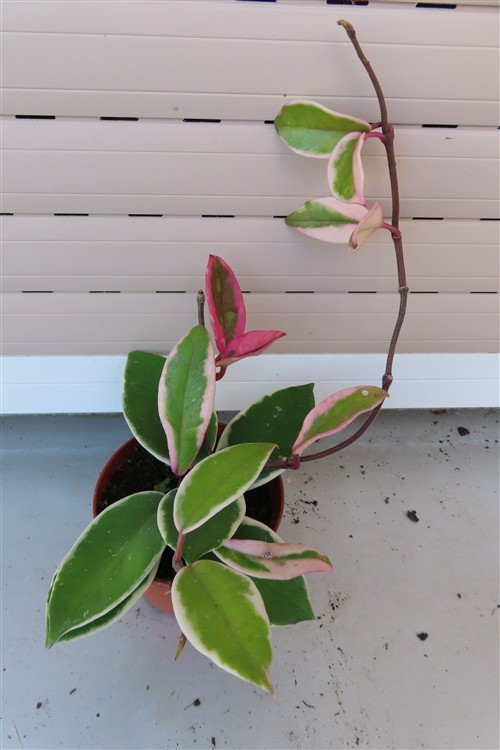 Hoya carnosa Flamingo Dream