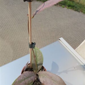 Hoya Mitrata silver