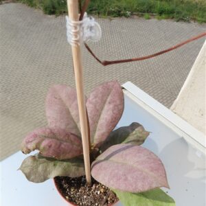 Hoya Mitrata silver