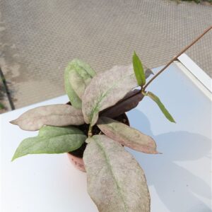Hoya Mitrata silver
