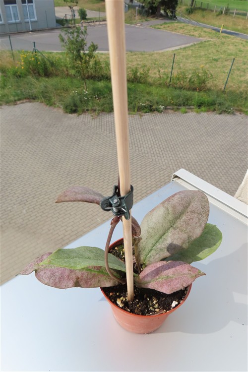 Hoya Mitrata silver
