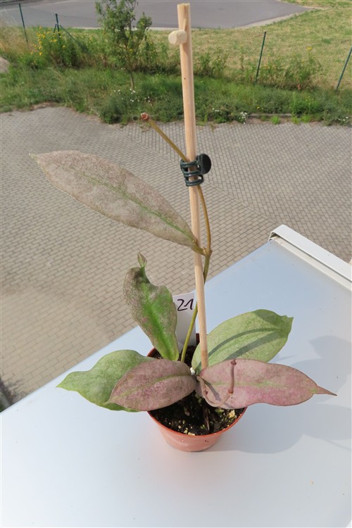 Hoya Mitrata silver