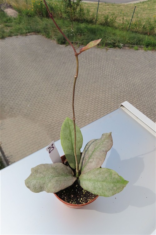 Hoya Mitrata silver