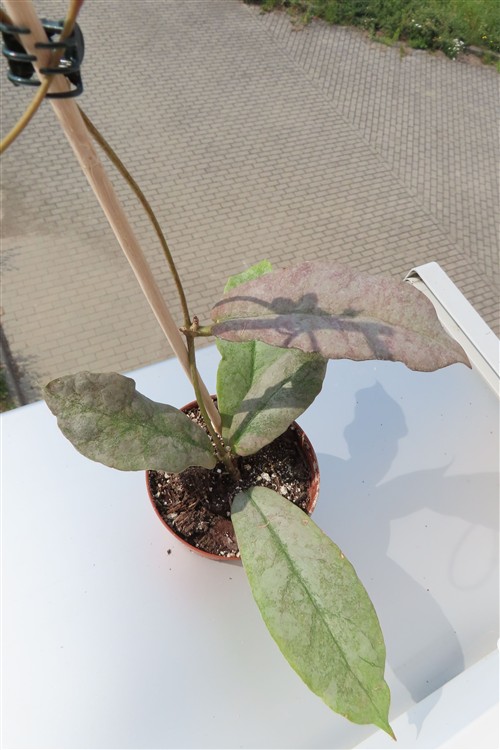 Hoya Mitrata silver