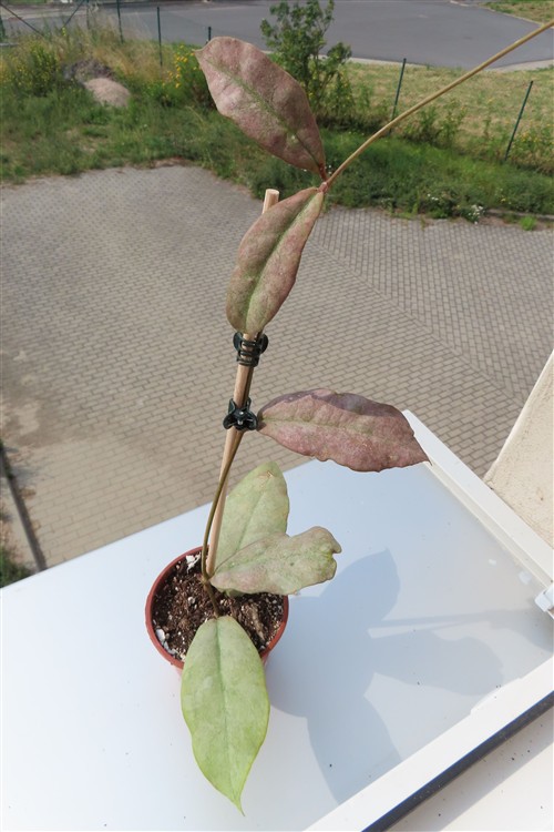 Hoya Mitrata silver