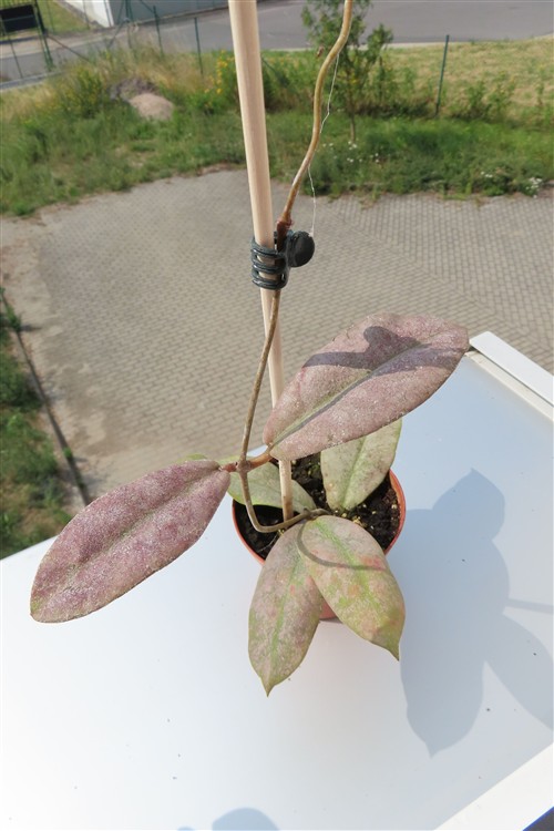 Hoya Mitrata silver