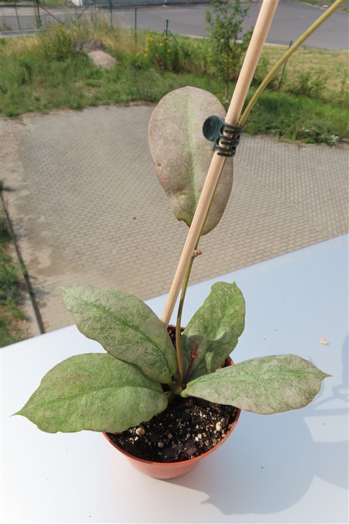 Hoya Mitrata silver
