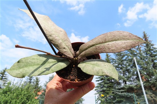 Hoya Mitrata silver