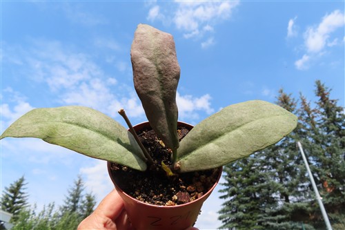 Hoya Mitrata silver