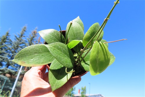 Hoya fitchii