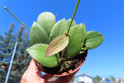 Hoya fitchii