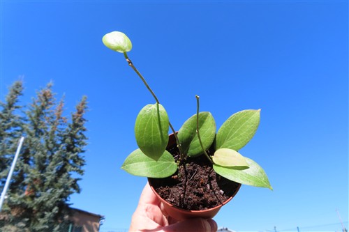 Hoya fitchii