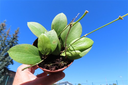 Hoya fitchii