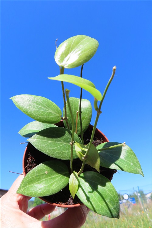 Hoya fitchii
