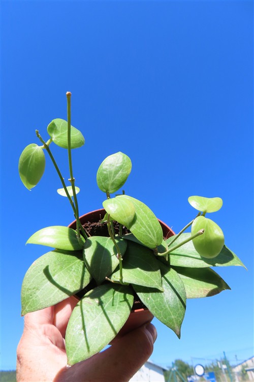 Hoya fitchii