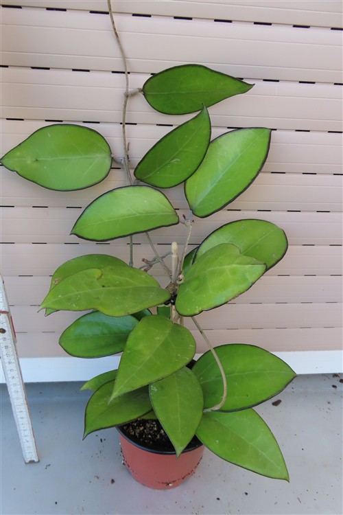 Hoya sp. Malang