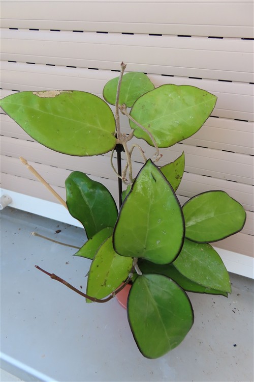 Hoya sp. Malang