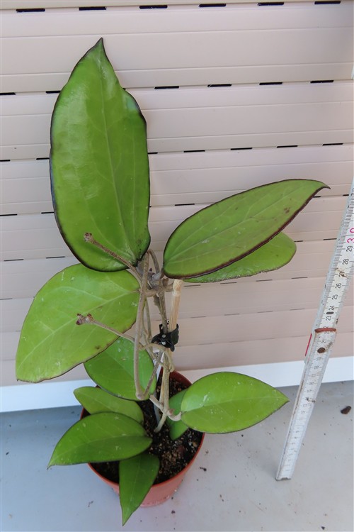 Hoya sp. Malang