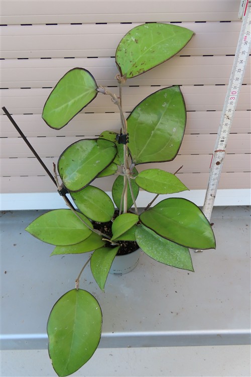 Hoya sp. Malang