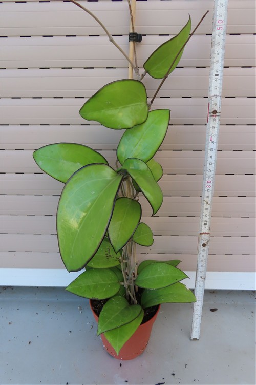 Hoya sp. Malang
