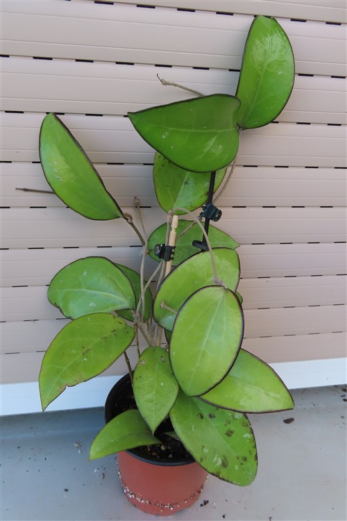 Hoya sp. Malang