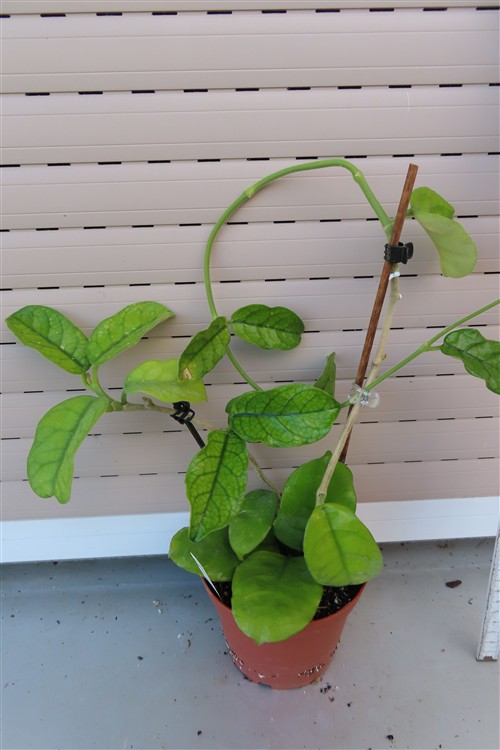 Hoya villosa Vietnam