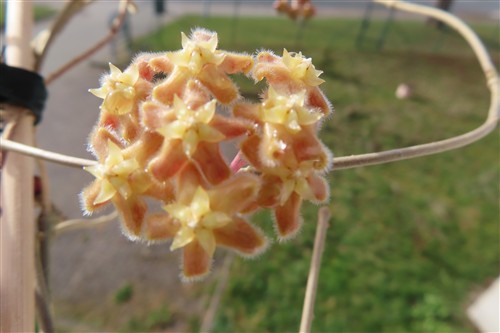 Hoya erythrina
