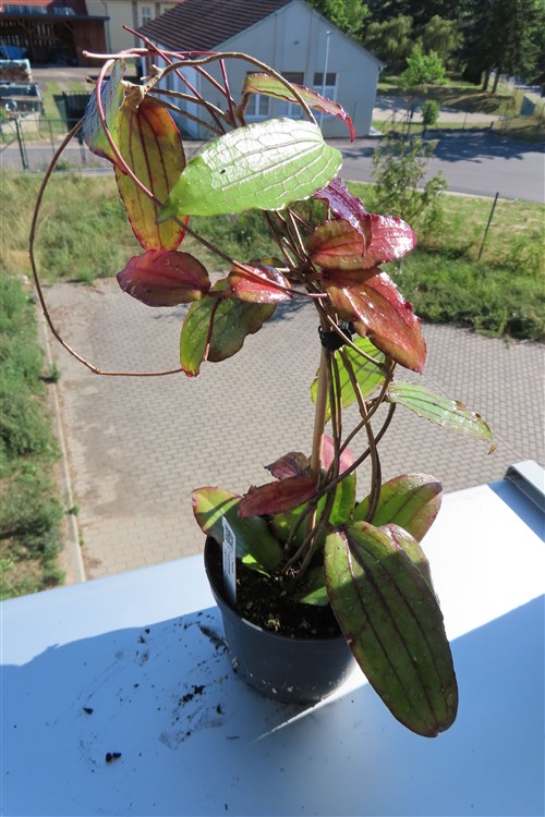 Hoya erythrina