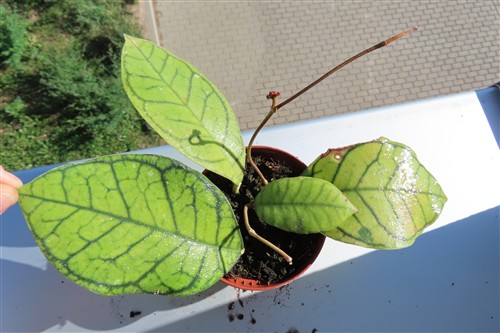 Hoya ranauensis